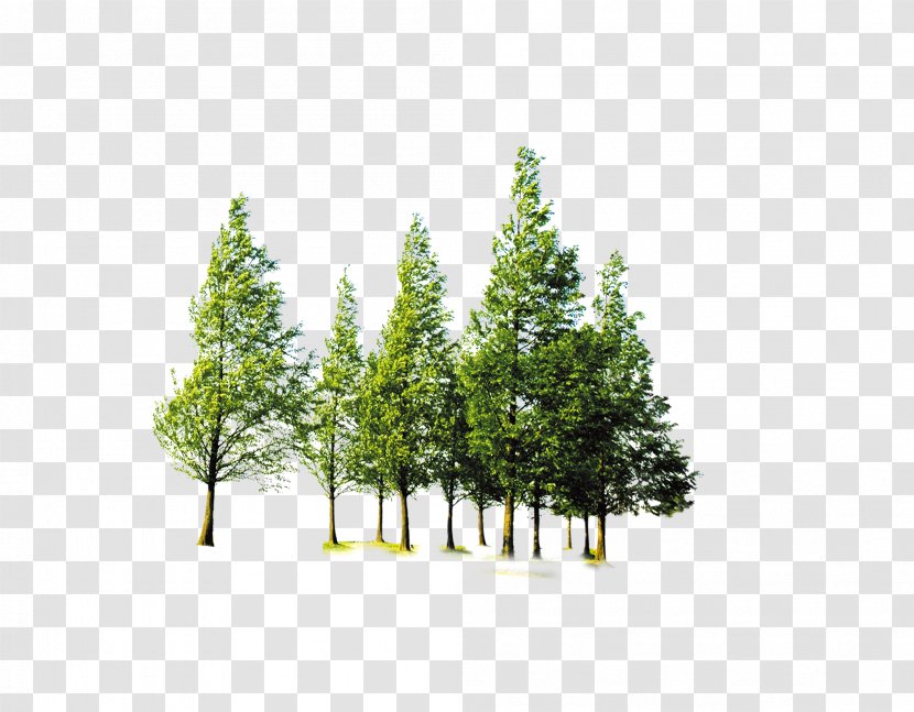 Clip Art Forest & Tree - Plant Transparent PNG