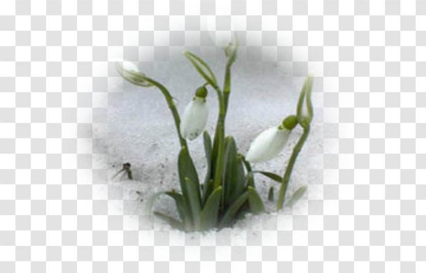 Galanthus Nivalis Leucojum Vernum Giant Snowdrop Bulb Flower - Crocus Transparent PNG