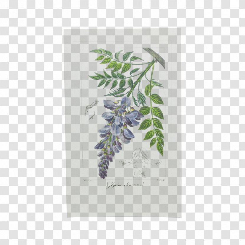 Botanical Illustration Botany Drawing Herbarium - Heart - Leaf Transparent PNG