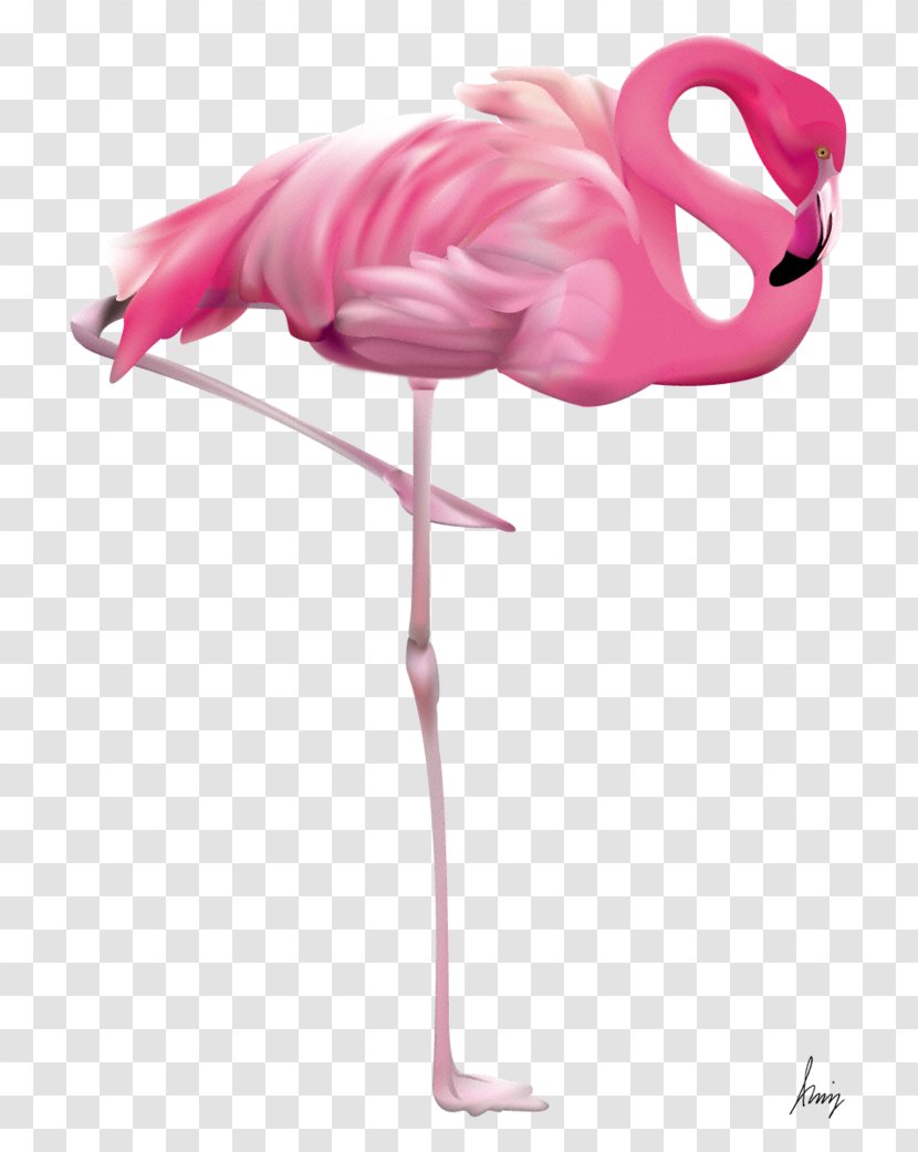 Clip Art - Water Bird - Flamingo Transparent Transparent PNG