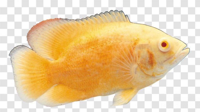 Common Carp Carassius Auratus Ornamental Fish - Fauna Transparent PNG