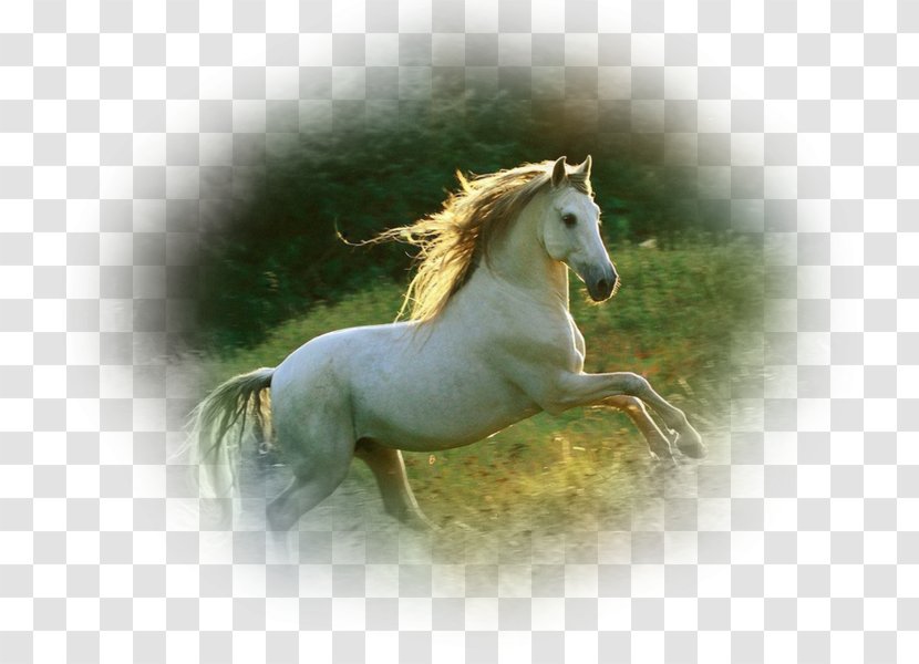 Akhal-Teke Andalusian Horse Gallop Knabstrupper Friesian - Stallion - Cream Locus Transparent PNG