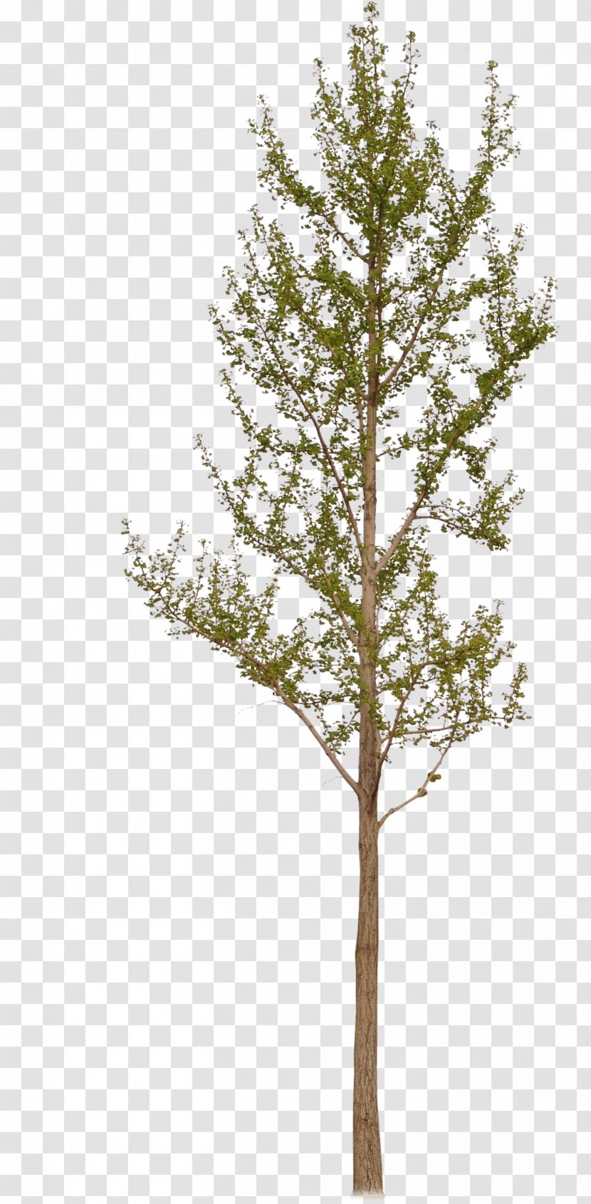 Larch Ginkgo Biloba Plant - Woody - Tree Transparent PNG