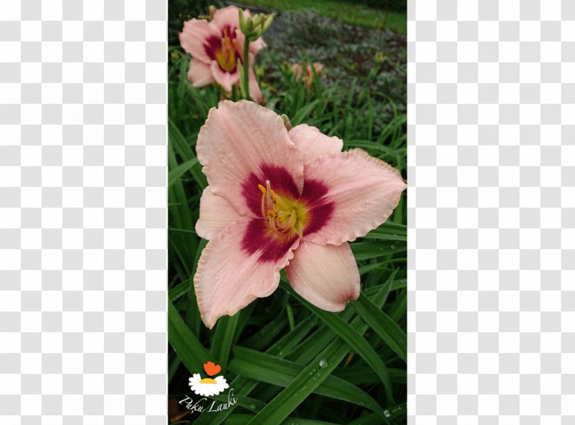 Cut Flowers Petal Daylily Lily M - Plant - Flowering Transparent PNG