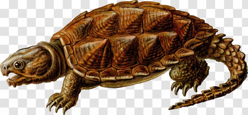 Common Snapping Turtle Alligator Clip Art - Emydidae Transparent PNG