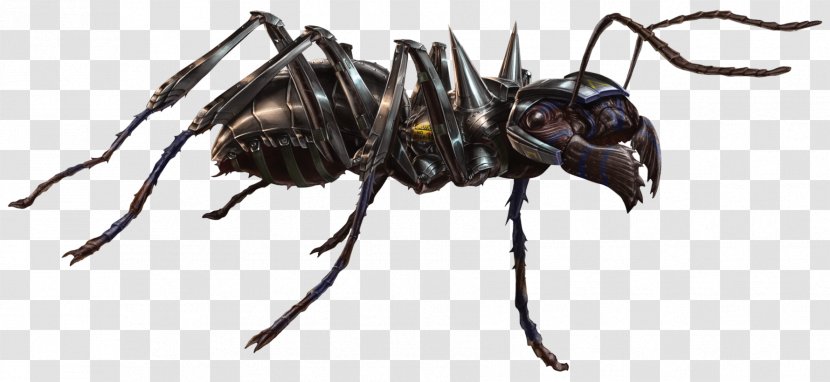 Bullet Ant Insect Marvel Cinematic Universe Dinoponera - Ants Transparent PNG