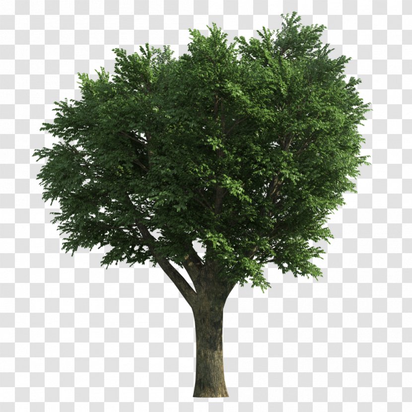 Tree Ash Stock Photography Image Transparent PNG
