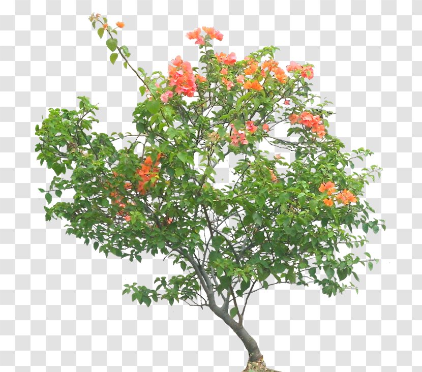 Bougainvillea Glabra Tree Shrub Flower Plant - Rowan Transparent PNG