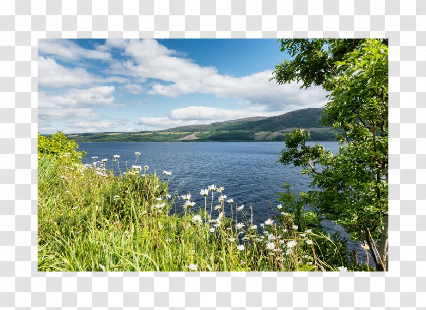 Fjord Loch Plant Community Nature Reserve - Reservoir - Park Transparent PNG