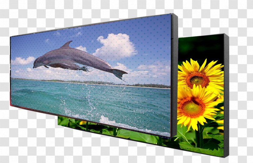 三娘湾 Computer Monitors Television Set Liquid-crystal Display Dolphin - Marine Mammal Transparent PNG