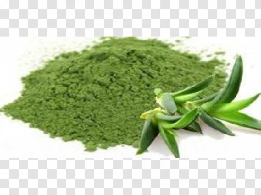 Aloe Vera Extract Powder Aloin Medicinal Plants - Herb - Sliced ​​aloe Transparent PNG