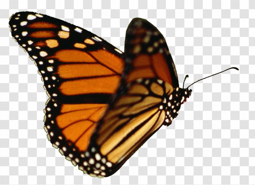 Monarch Butterfly Flight Insect Butterfly, - Brush Footed Transparent PNG