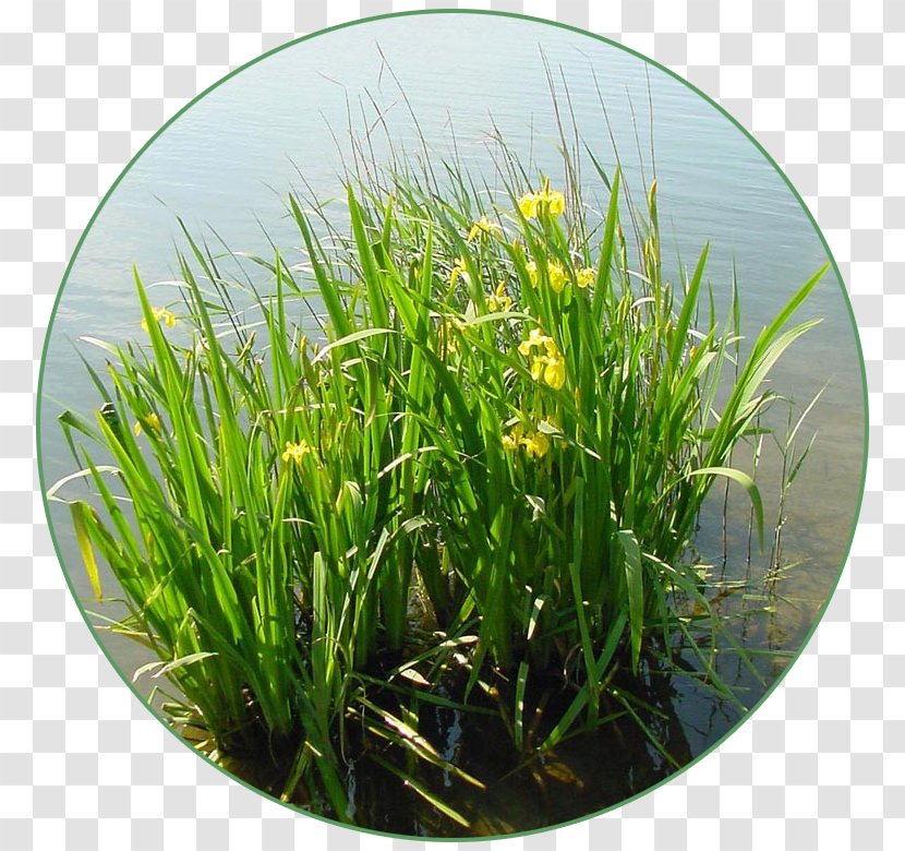 Iris Pseudacorus Sweet Flag Aquatic Plants Herbaceous Plant - Bulb Transparent PNG
