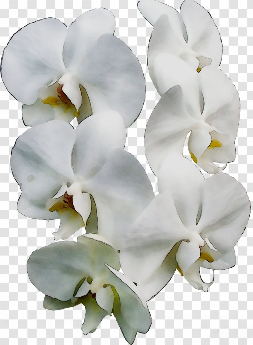Moth Orchids Cut Flowers - White Transparent PNG
