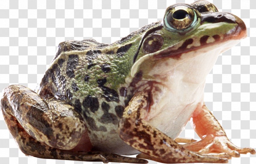 American Bullfrog Amphibian - Chinese Edible Frog Transparent PNG