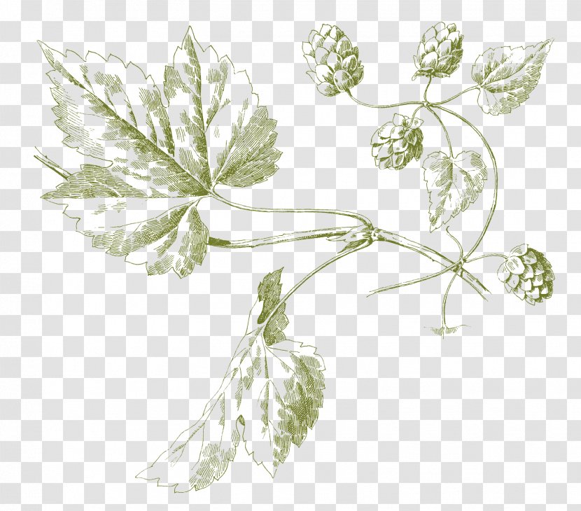 Hops Botanical Illustration Beer Ale - Art Transparent PNG