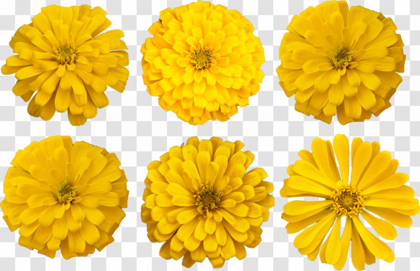 Cut Flowers Mexican Marigold Photograph English - Chrysanths - Flower Transparent PNG