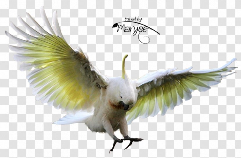 Hummingbird Parakeet Sulphur-crested Cockatoo - Wildlife - Flying Bird Transparent PNG