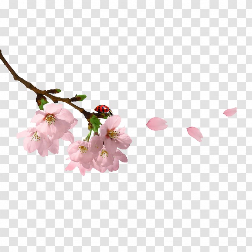 Spring Branch Clip Art - Pixabay - A Pink Peach Floats Transparent PNG