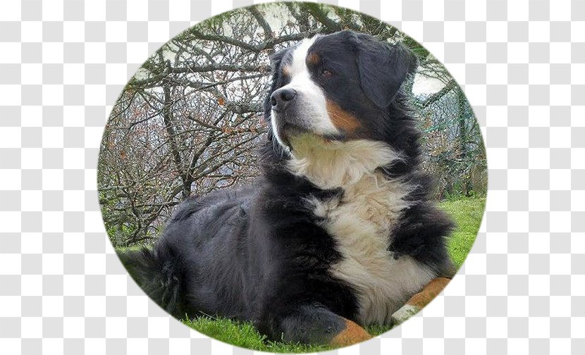 Dog Breed Bernese Mountain Greater Swiss Companion - Bouvier Bernois Transparent PNG