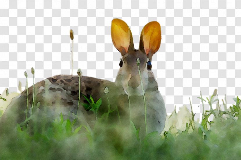 Domestic Rabbit Hare Fauna Snout - Mountain Cottontail Transparent PNG