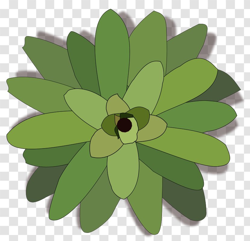 Bromelia Clip Art - Plant Transparent PNG