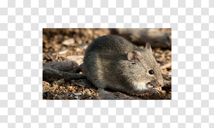 Gerbil Rat Hamster Rodent Mammal - Muridae Transparent PNG