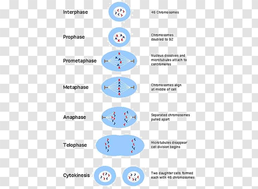 Mitosis And Meiosis Cell Division Cycle - Centriole Transparent PNG