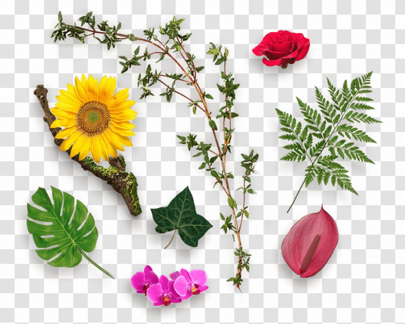 Floral Design Herb Flower Ayurveda Food Transparent PNG