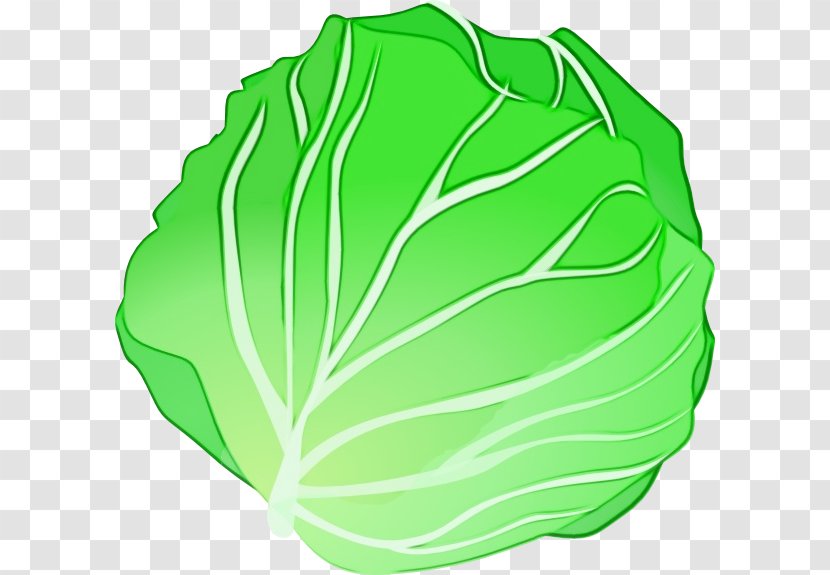 Cabbage Green Leaf Vegetable Wild - Wet Ink - Cruciferous Vegetables Plant Transparent PNG