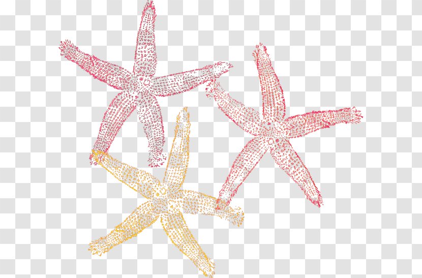 Star Drawing - Starfish - Pink Cartoon Transparent PNG