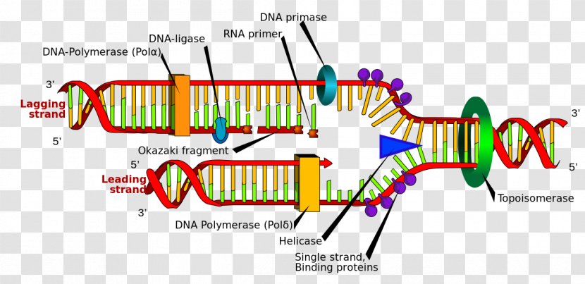 DNA Replication Base Pair Semiconservative Polymerase - Flower - Fruit Enzyme Transparent PNG