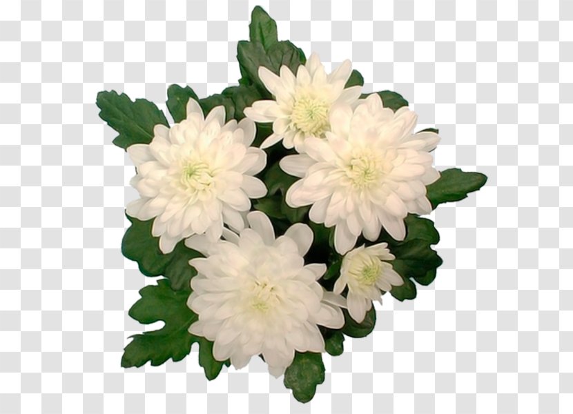 Chrysanthemum Aster Cut Flowers Annual Plant Herbaceous Transparent PNG