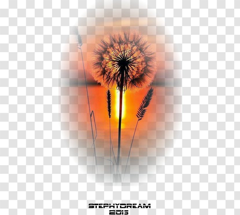 Nature Photography Sunset Quotation - Decorative Floral Pattern Material Icon Transparent PNG