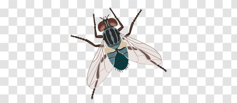 Housefly Insect Common Green Bottle Fly Transparent PNG