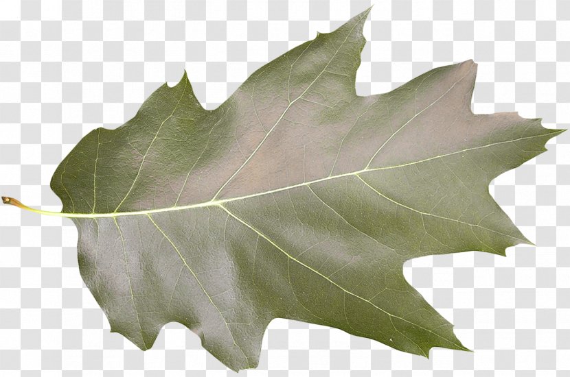 Leaf Shape Tree Photography Green - Freepik Company Hq Transparent PNG