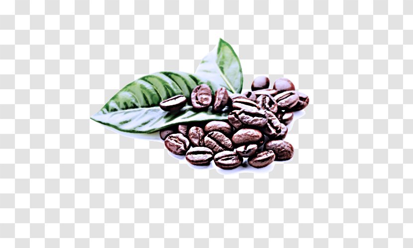 Cocoa Bean Jamaican Blue Mountain Coffee Caffeine Food - Superfood Plant Transparent PNG