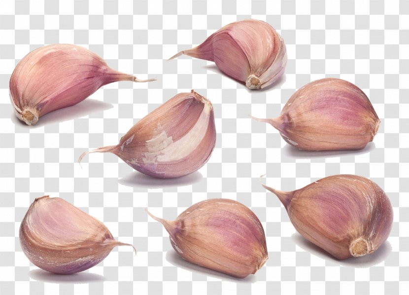 Garlic Onion Sauce Stock Photography Condiment - Clove Transparent PNG