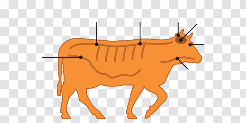 Cattle Bovine Spongiform Encephalopathy Specified Risk Material Vertebral Column Spinal Cord - Brain - Nervous Cow Cliparts Transparent PNG