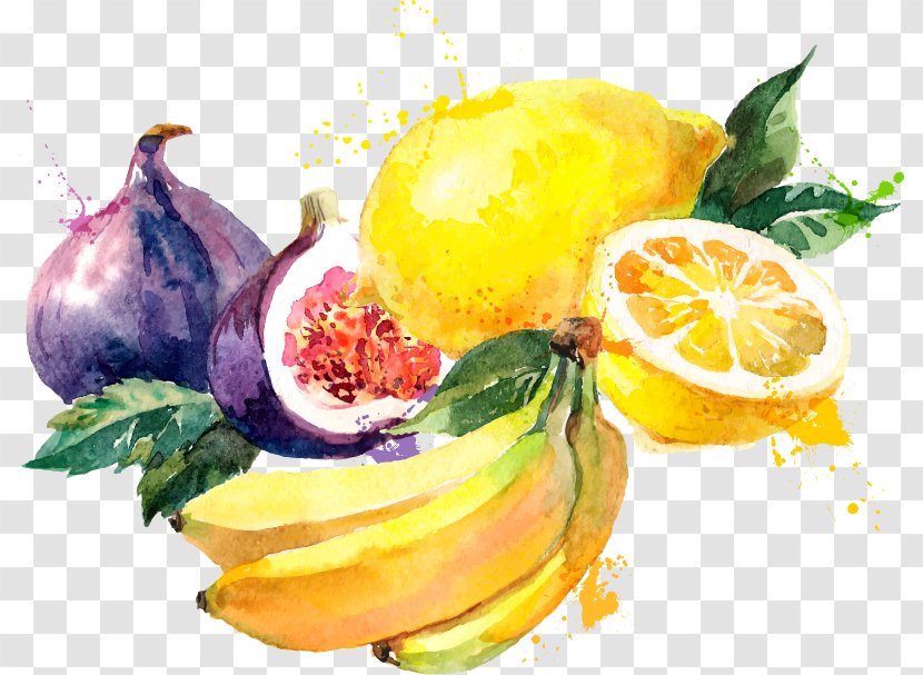 Watercolor Painting Common Fig Drawing Illustration - Banana Orange Lemon Fruit Vector Material Transparent PNG