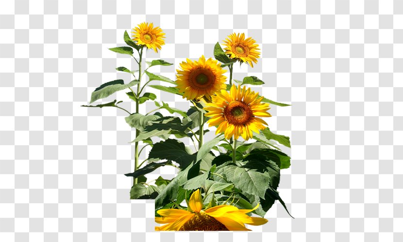 Common Sunflower Icon - Annual Plant Transparent PNG