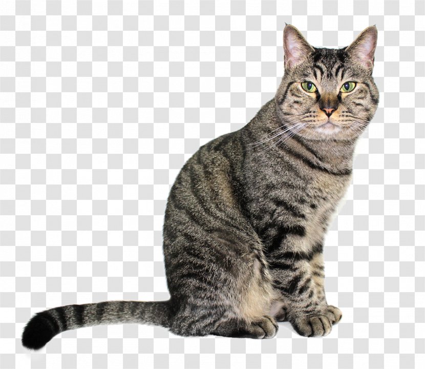 Ocicat American Shorthair Bobtail Kitten Dog - Egyptian Mau - Black Cat Transparent PNG