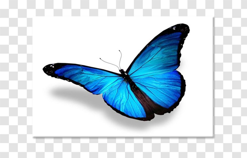 Monarch Butterfly Gossamer-winged Butterflies Brush-footed - Arthropod Transparent PNG