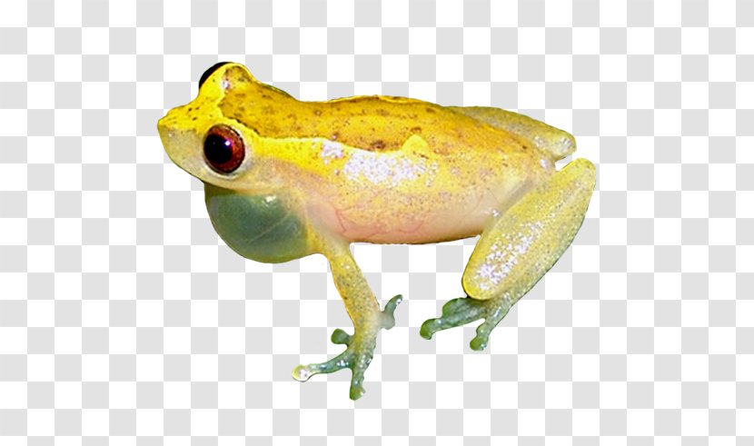 American Bullfrog Tree Frog Toad True Transparent PNG