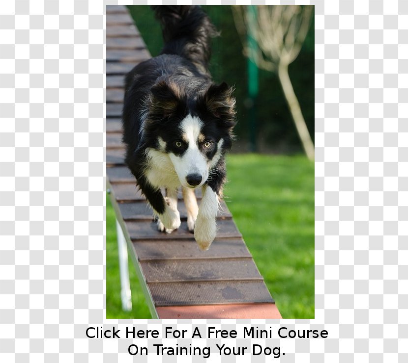 Australian Shepherd Puppy Border Collie Miniature American Dog Agility - Breed Transparent PNG