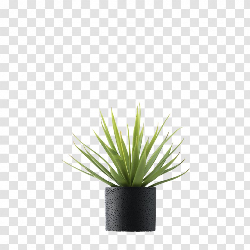 Plants Vase Plant Stem Flowerpot Dragon Tree - Perennial Transparent PNG