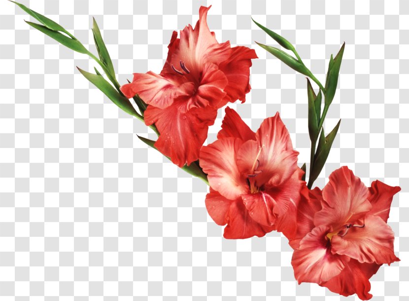 Gladiolus Flower Iris Family Clip Art - Carnation Transparent PNG