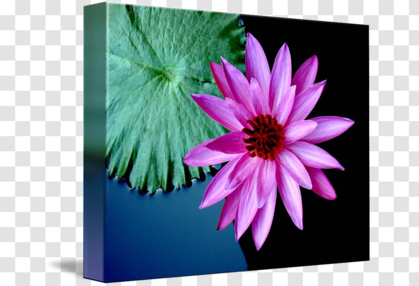 Flower Violet Purple Petal Plant - Flora - Water Lilies Transparent PNG