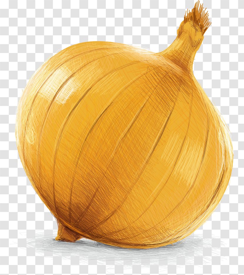 Yellow Onion Calabaza Pumpkin Vegetable - Food - Vector Painted Transparent PNG