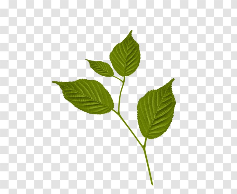 Raster Graphics Computer Leaf - Tree Transparent PNG